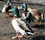 Jemima Puddle Ducks