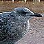 Gull Burgers